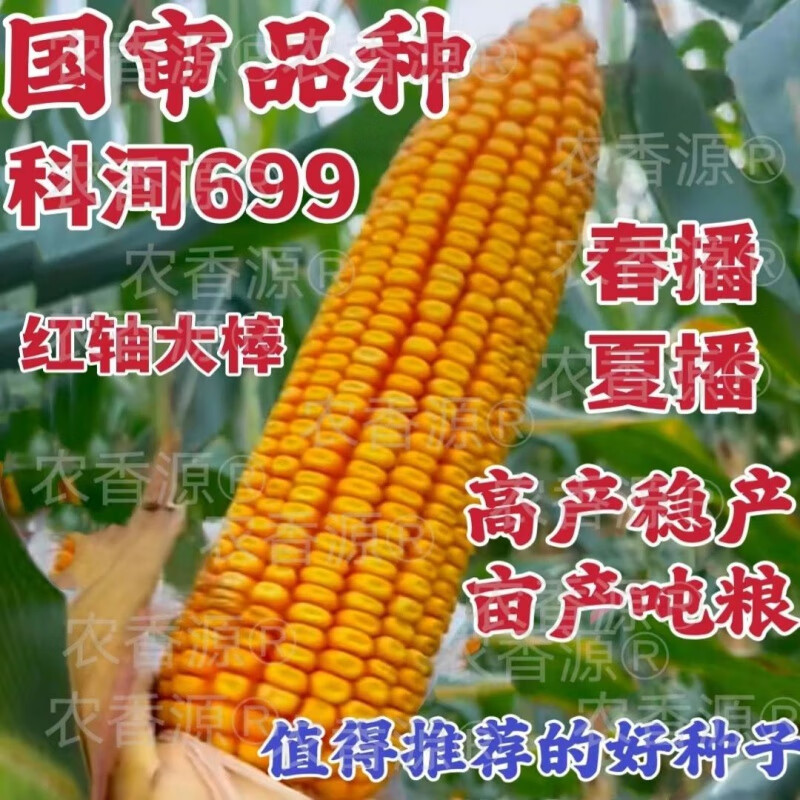 国审稳产玉米种子红轴矮杆大棒科河699号1331新品种 推荐选择款【原装