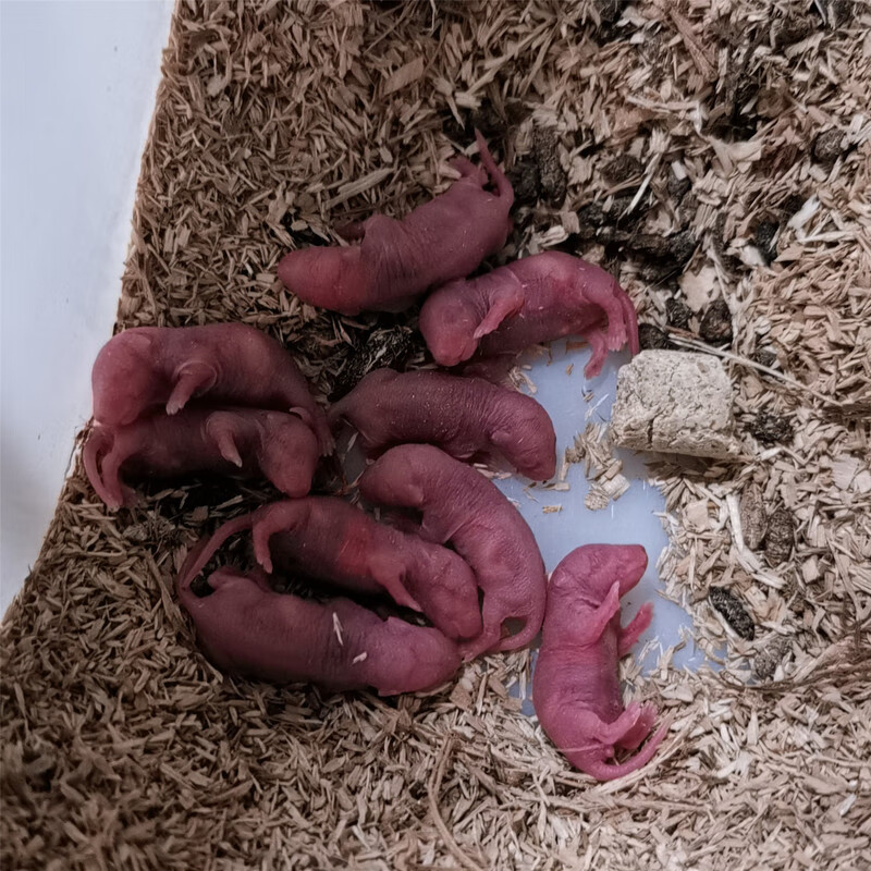虹弦见活体小白1鼠乳鼠红皮粉皮白霜跳跳亚成体繁殖组爬宠物猫无菌