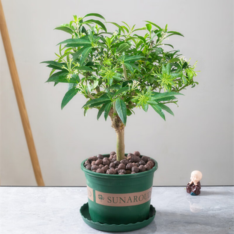 夜来香盆栽花卉绿植 室内外种植芳香花卉当年开花 2年苗 带土球发货