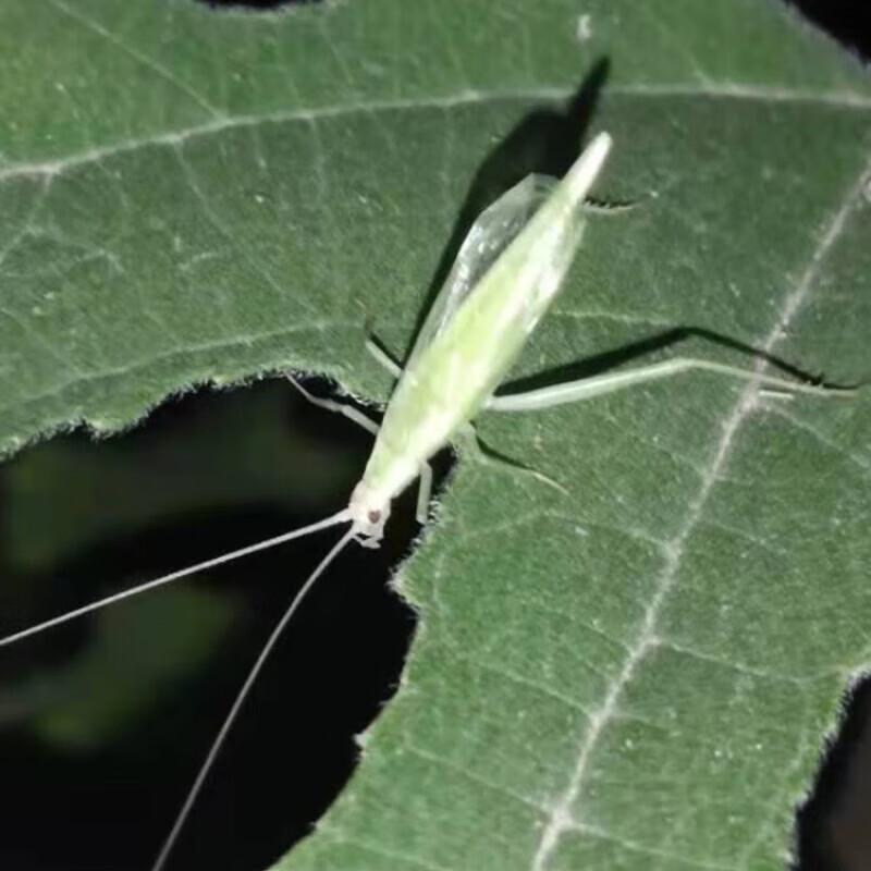 野生青竹蛉鸣虫罐大黄玲金钟紫腹蛐蛐油葫芦柬埔寨黑紫中华树蟋现