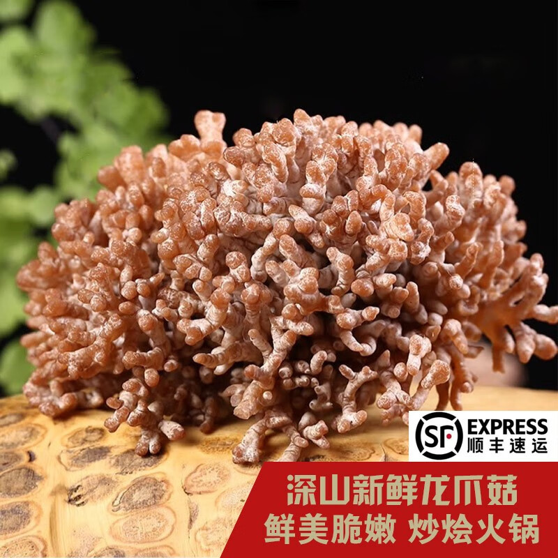 山野云涧新鲜深山龙爪菇  0.