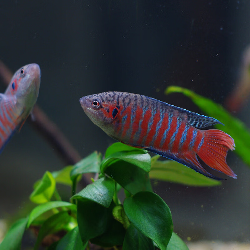 中国斗鱼小型金鱼活鱼鱼苗淡水观赏鱼活体冷水巨普叉网红国斗小鱼 3