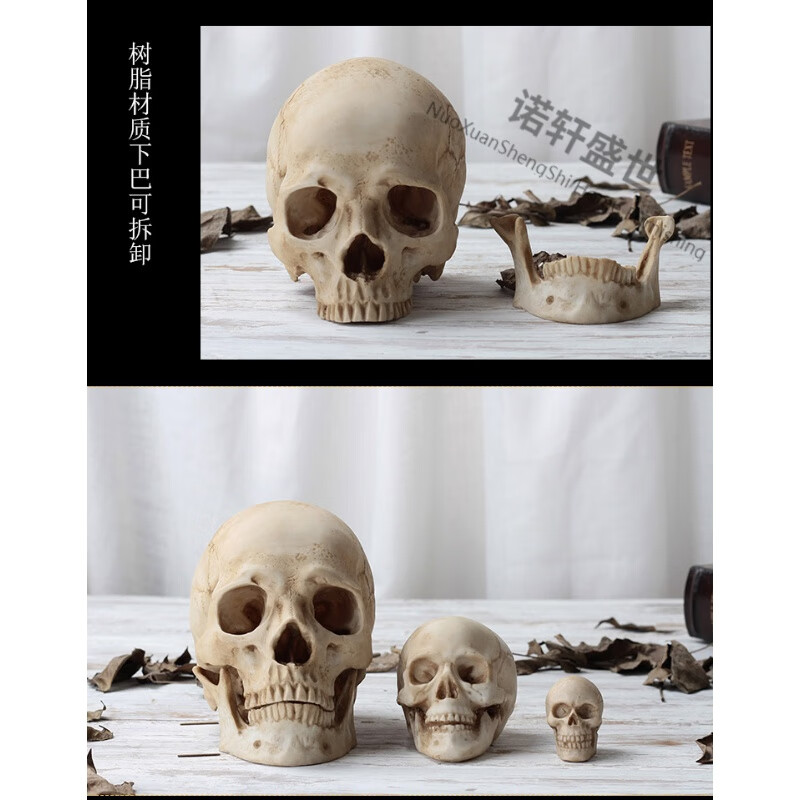 惠宜美仿真骷髅头树脂头骨模型仿真人头骨人体解剖颅骨道具美术教学 1比1下颚分离头骨