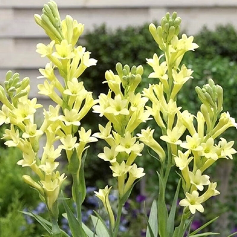 桌面有花重瓣晚香玉种球盆栽浓香型鲜花卉夜来香室内阳台绿植物 黄