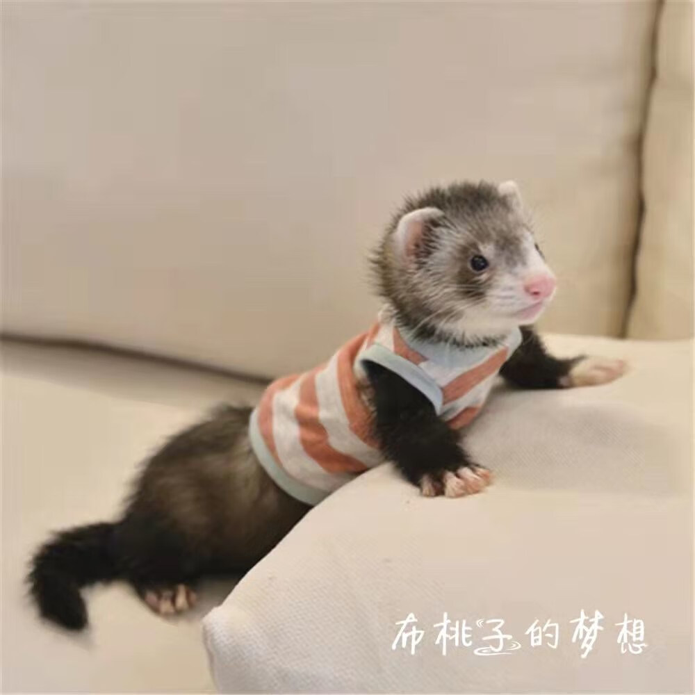 宠物貂小龙貂幼体活体萌宠雪貂活宠幼崽异宠安格鲁雪貂幼体活物 浣熊