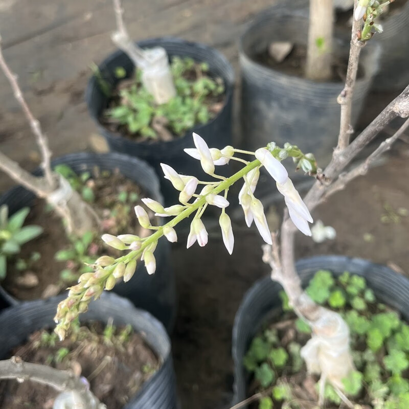 曼杉园(manshanyuan)麝香藤白色非常容易开花品种1年嫁接苗盆栽苗庭院