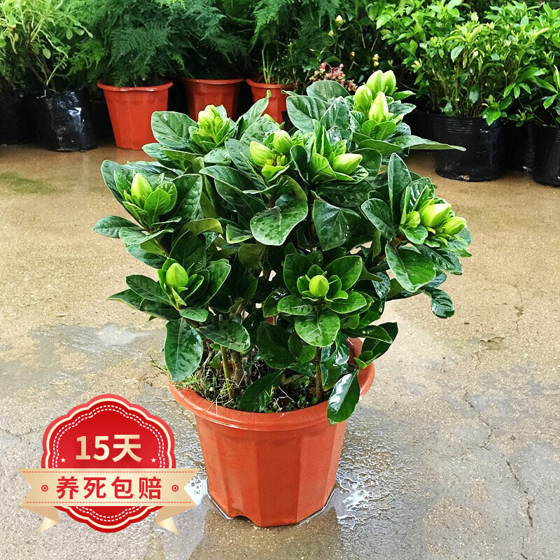 言清 栀子花盆栽 大花浓香观花植物庭院阳台绿植花卉盆栽大叶栀子花苗