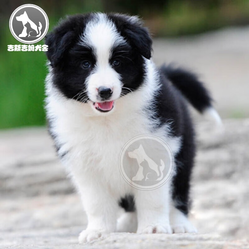 边牧幼犬边境牧羊犬活体幼犬纯种宠物狗狗边境牧羊犬边牧幼犬活体陨石
