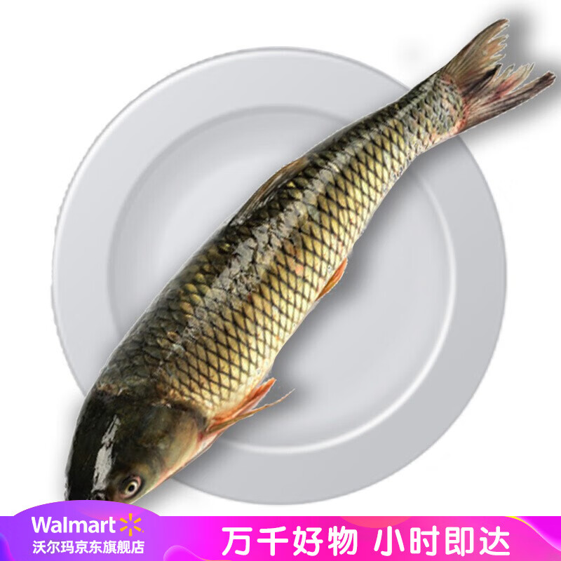 沃尔玛 鲜活草鱼 约1.25-1.75kg/条