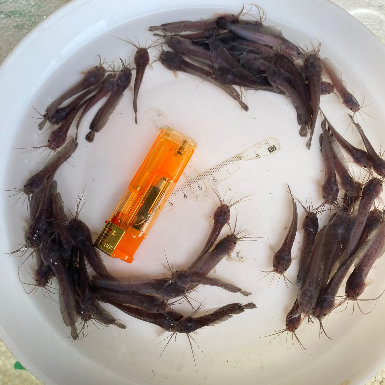 虹弦见塘角鱼苗活体塘鲺鱼苗土鲶鱼苗淡水胡子鲶鱼苗冷水鱼观赏鱼苗