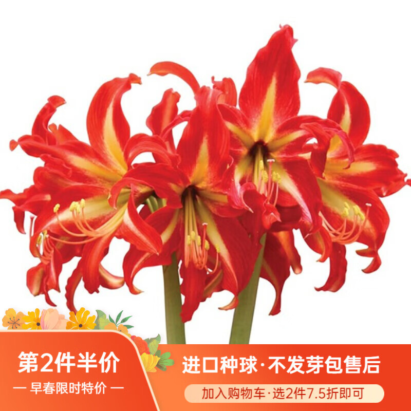 种球商品历史价格查询|种球价格比较