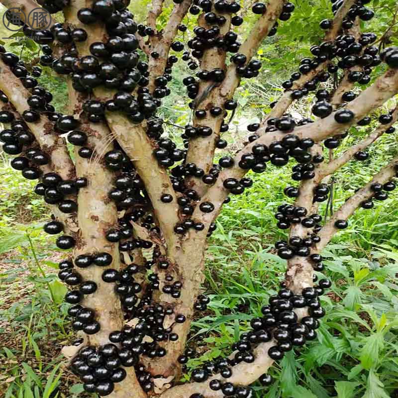 勋狸粑嘉宝果树苗树葡萄苗沙巴四季艾斯卡福冈嘉宝果苗大树当年结果 