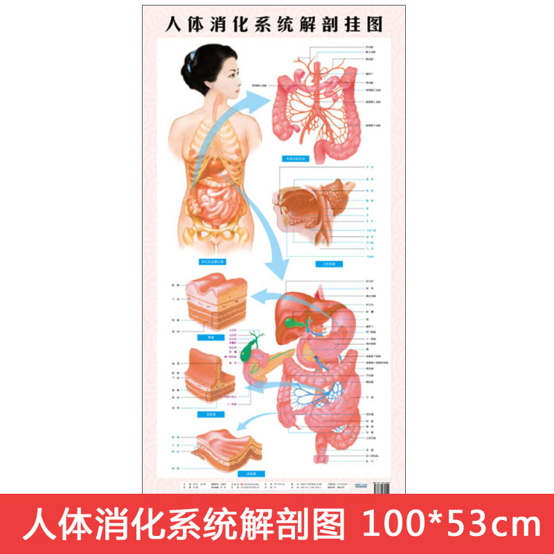 人体消化系统解剖挂图西医图医学保健,家庭养生