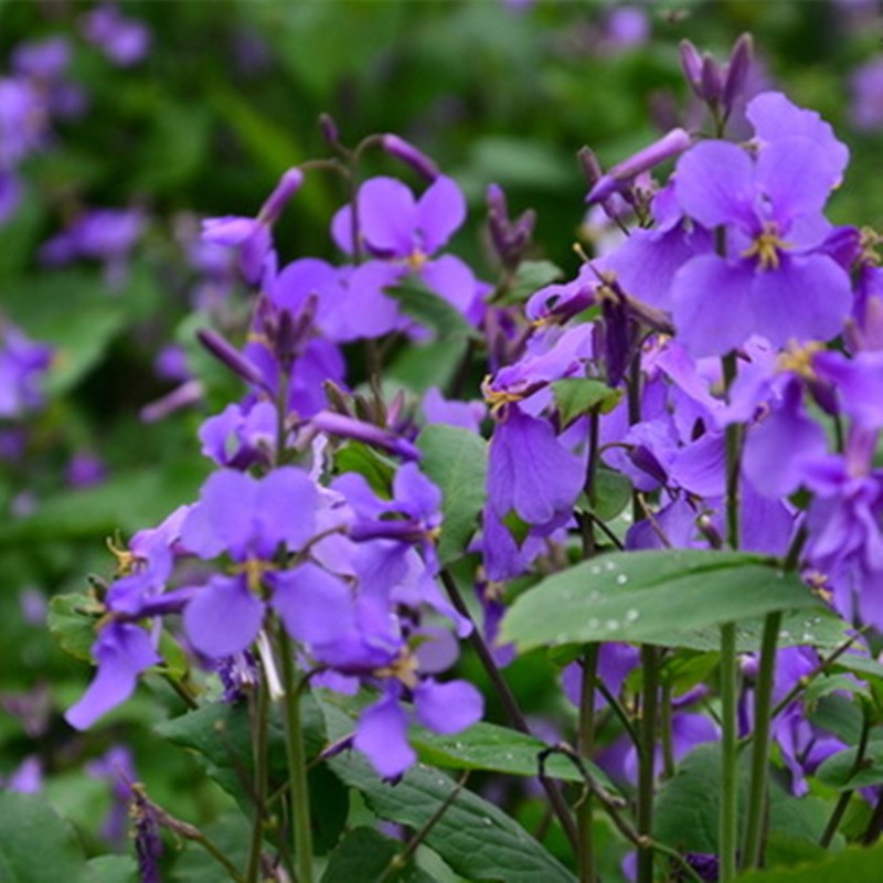 一播大地 春播花种子 花卉种子 紫罗兰种子混色 阳台庭院花种子 紫色