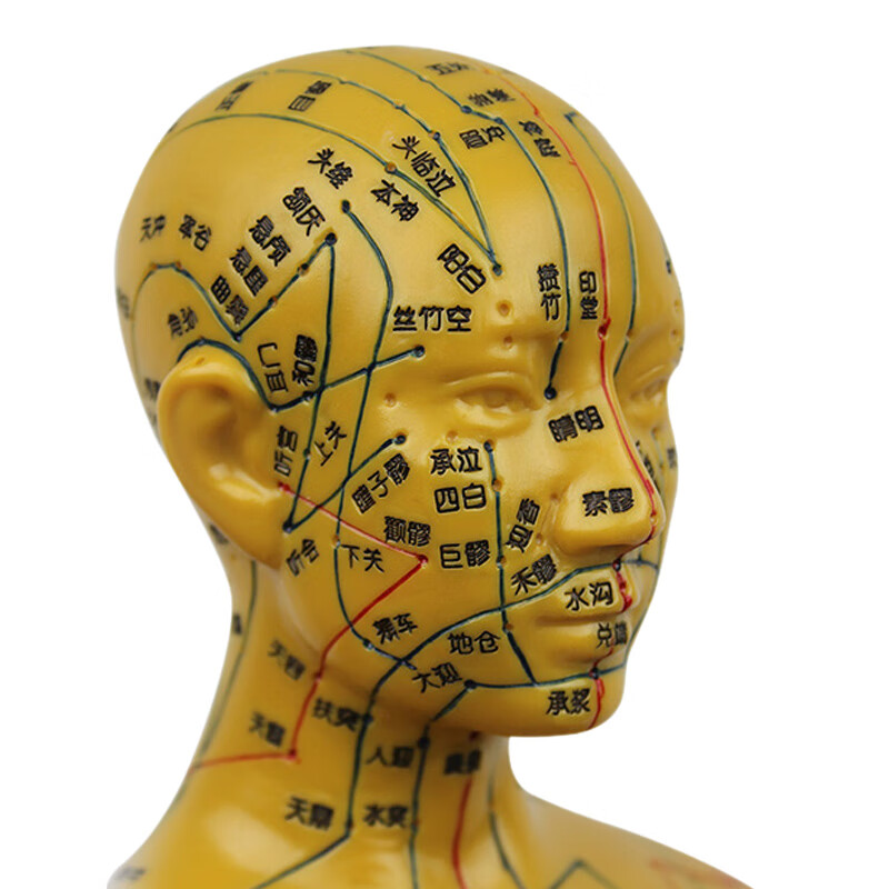 中医教学针灸穴位人体模型男女经络小铜人推拿手耳朵头足脚模型形