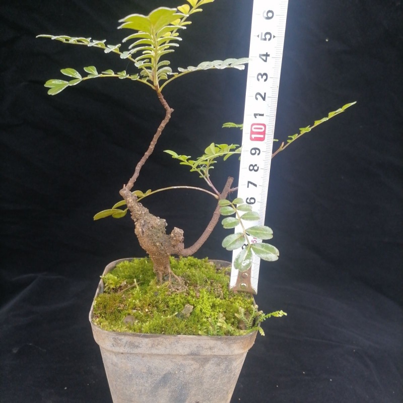 百婉集 清香木花卉盆栽正宗老桩盆栽小精品熟桩花盆 清香木2