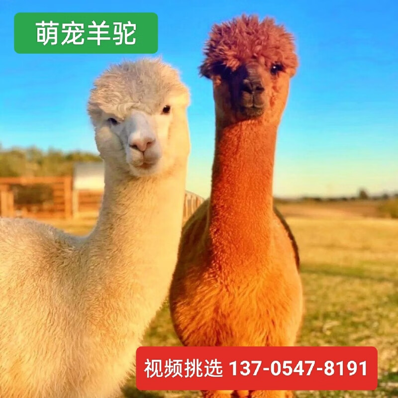 宠物羊驼活体幼崽观赏羊驼迷你羊驼白色 白