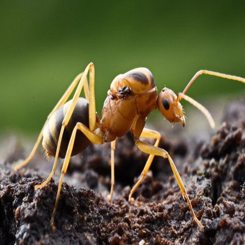 大脸兔长足捷蚁 多后制蚂蚁 繁殖快 摄影 宠物蚂蚁 新到货 1后30工