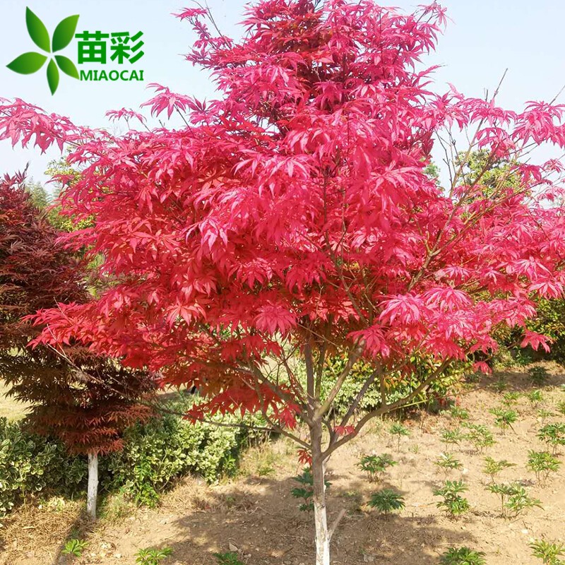 苗彩园艺 红枫树苗 日本红舞姬红枫苗 嫁接红枫小苗 美国红枫树苗 四