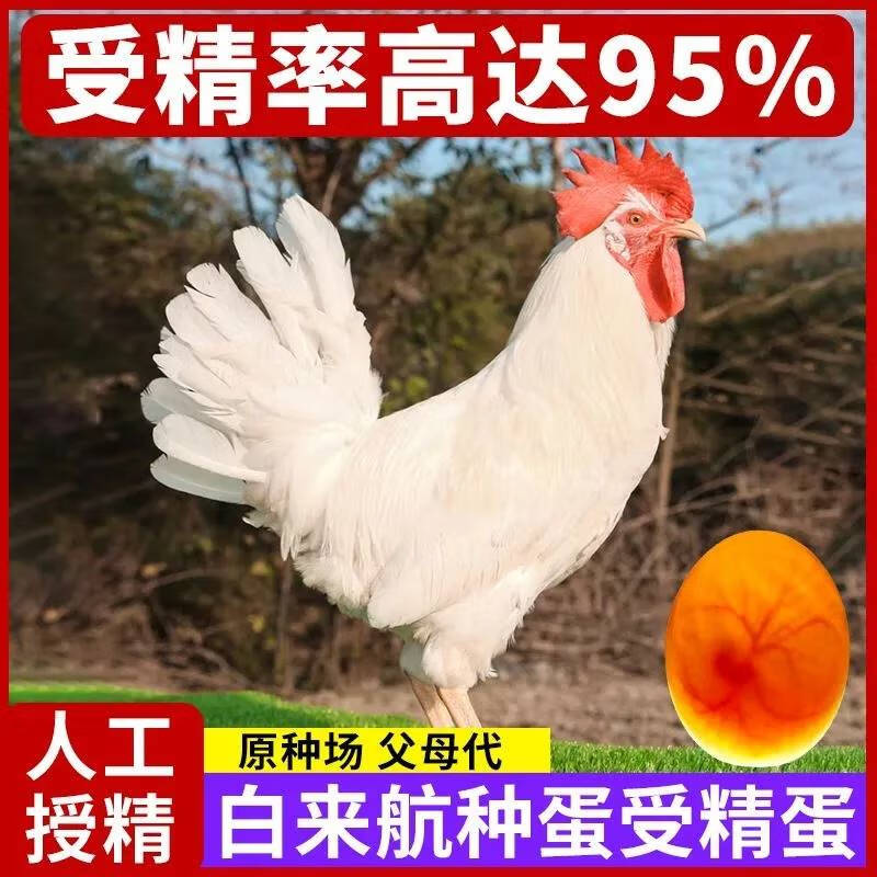 白来航鸡种蛋受精蛋可孵化白羽鸡产蛋卵新鲜现捡10枚破损包赔 1枚
