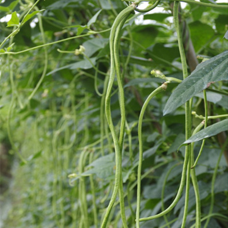 花友秀 长豇豆种子 蔬菜种籽架豆长豆角蔬菜易种庭院种植
