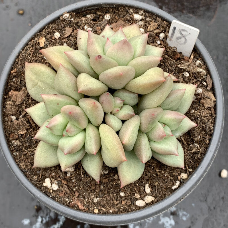 刘不丁黄金象牙 玉珠东云 多肉植物 一物一拍阳台窗台室内绿植小e多肉