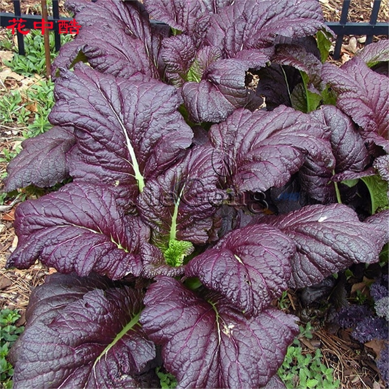花中酷    红叶芥菜种子 大叶芥菜种子 芥末菜 耐热耐寒 红叶芥菜种子