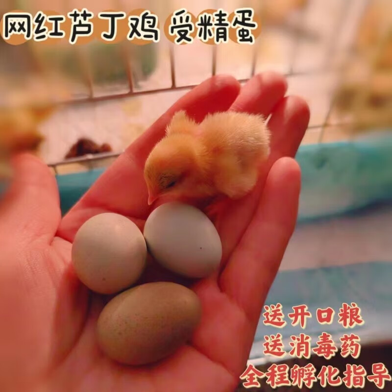 【孵化器】芦丁鸡孵蛋器可孵化鸡鸭鹅鸽子鸟蛋芦丁鸡蛋水床孵化器 国产德系十色混发4+2备损怎么样,好用不?