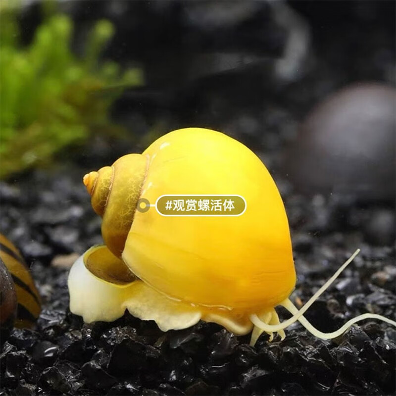 朴彩(pucai)观赏螺冷水除藻黄金螺清洁鱼缸吃鱼龟粪便淡水好养易活