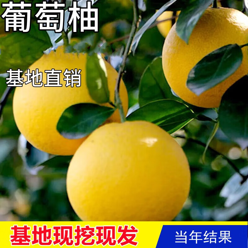 欧悟黄金葡萄柚树苗南方北方庭院阳台种植地栽盆栽柚子树苗嫁接果树苗 7年苗结果多