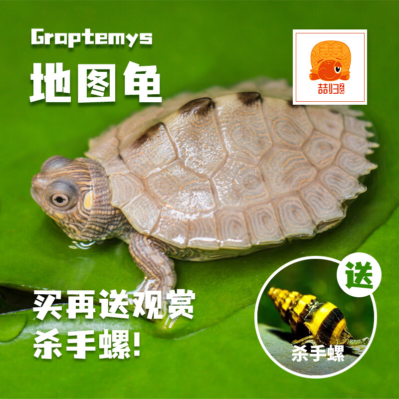 大脸兔大脸兔地图龟苗小地图深水龟鱼缸混养小乌龟活体水龟家养观