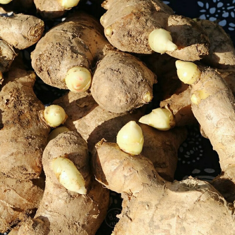 大姜山东生姜苗发芽生姜已催芽种苗大黄姜种高产易种山东大姜新鲜 1斤