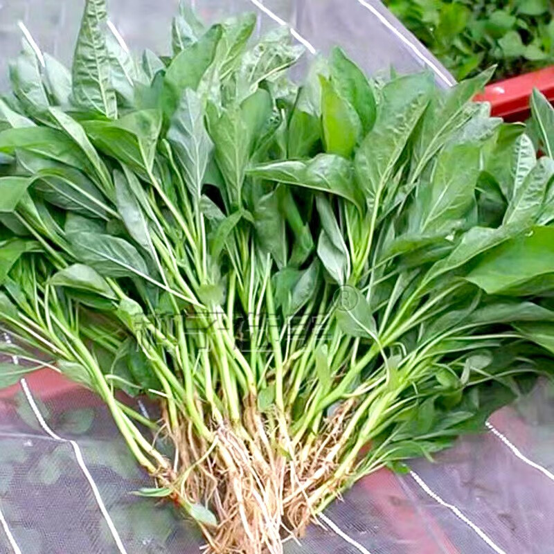 农之子(nongzhizi)青苋菜种子绿柳叶尖叶小叶蔬菜种籽苗阳台种植大全