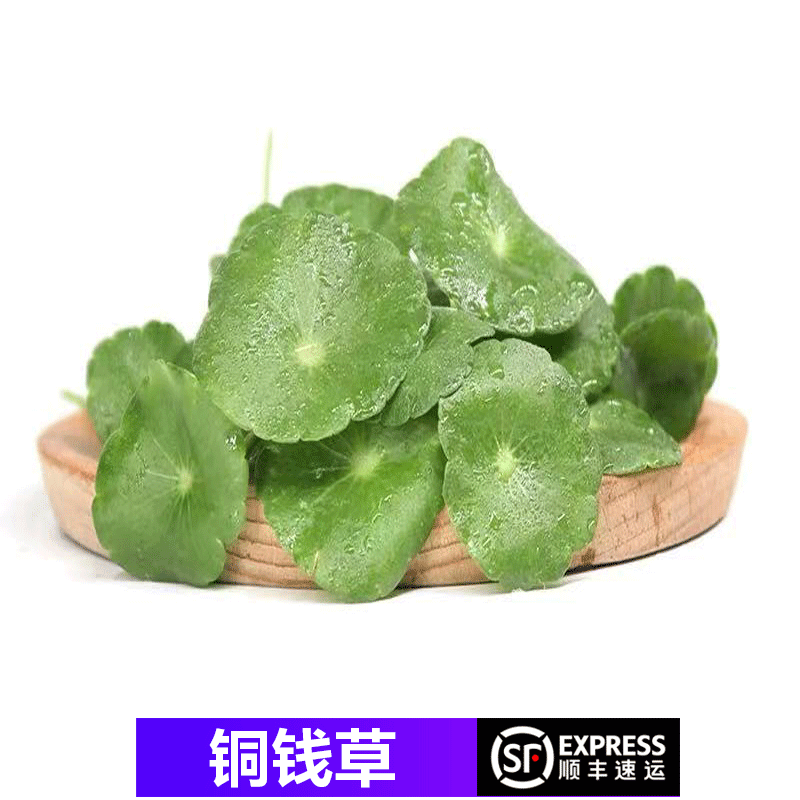 【顺丰】新鲜旱金莲叶 新鲜铜钱草 小伞草装饰摆盘 40片/盒
