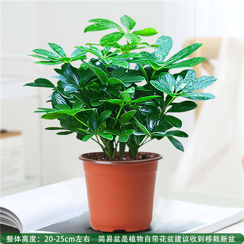 ֻ԰˷Ѽľļ칫ֲ̨Իܷв ˷һĿš衿+ 