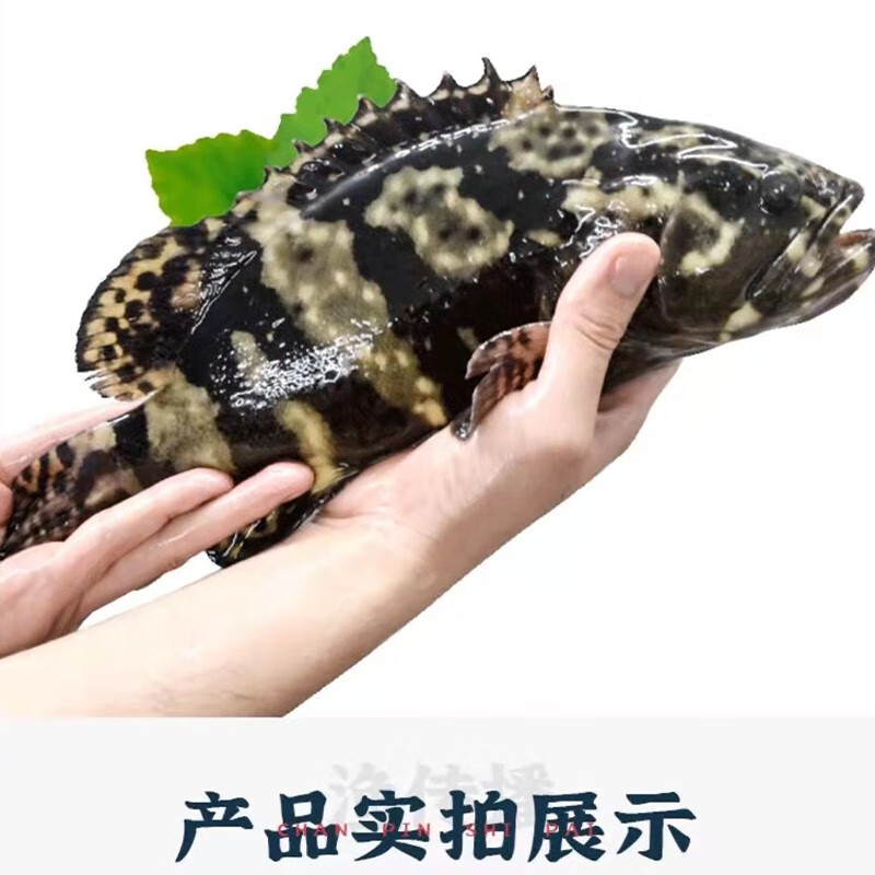 潮海堂海捕石斑鱼冷冻龙胆珍珠斑鱼斑鱼海鲜新鲜速冻可烤鱼生鲜鱼类海鲜 500g-600g/条（净重） 石斑鱼