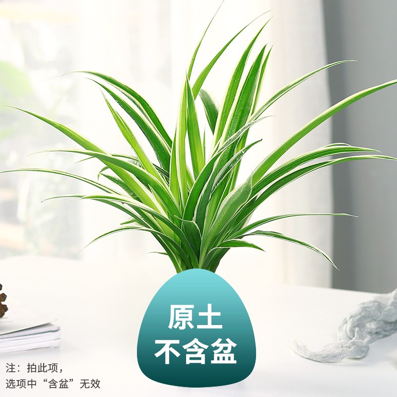 ͽߵֲھ칫ֲܺ СŽߵ裩	