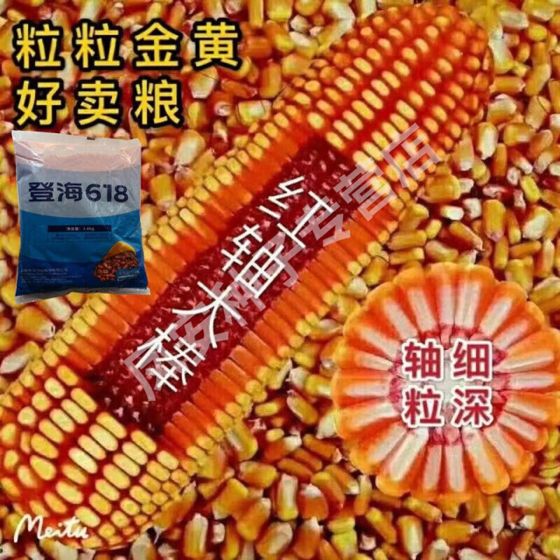 登海618抗旱玉米种子国审紫轴矮杆大棒包谷种子抗病抗倒抗涝苞米