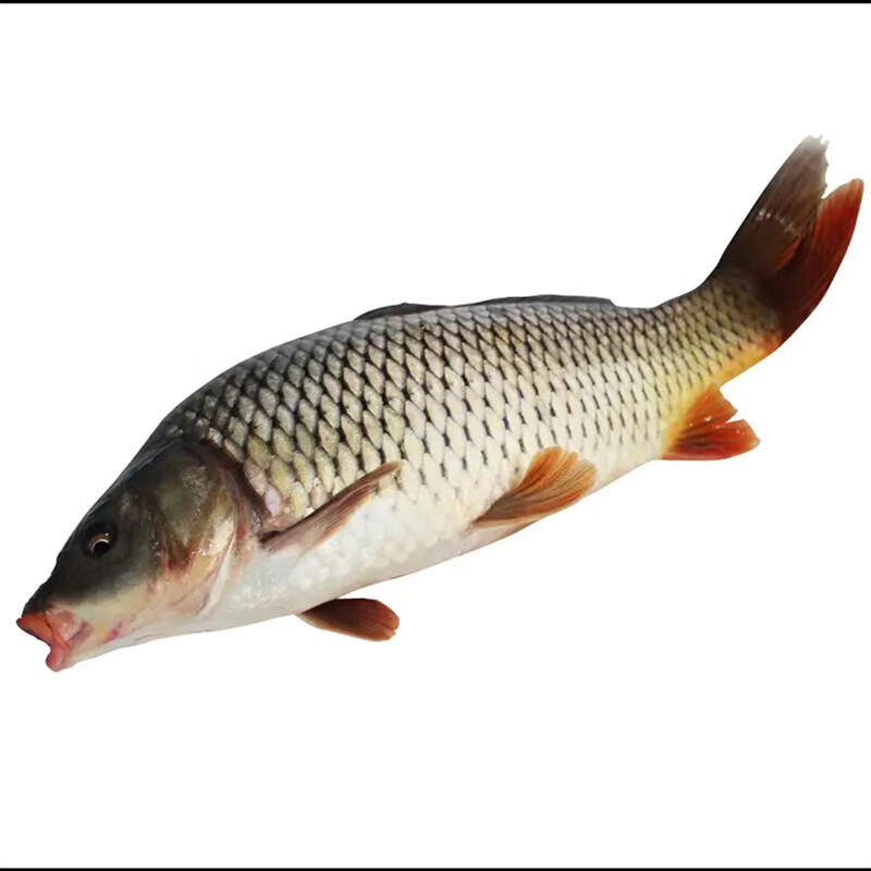 鲜京采 鲜活鲤鱼1条  1kg起（宰杀后失重15%-30%）淡水鱼活鲜