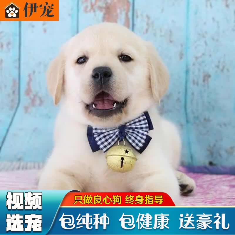 伊宠拉布拉多幼犬纯种宠物狗狗活体小狗活物 宠物级 公怎么样,好用不?