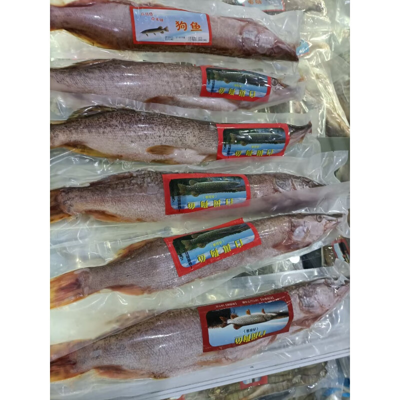 鱼七秒新疆福海白斑狗鱼冷水鱼又名乔尔泰风干狗鱼稀有冷水鱼冷冻真空