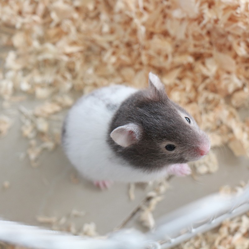 麦叮卡 宠物仓鼠活物小仓鼠幼崽活体仓鼠宝宝金丝熊苍鼠 1只眼圈熊