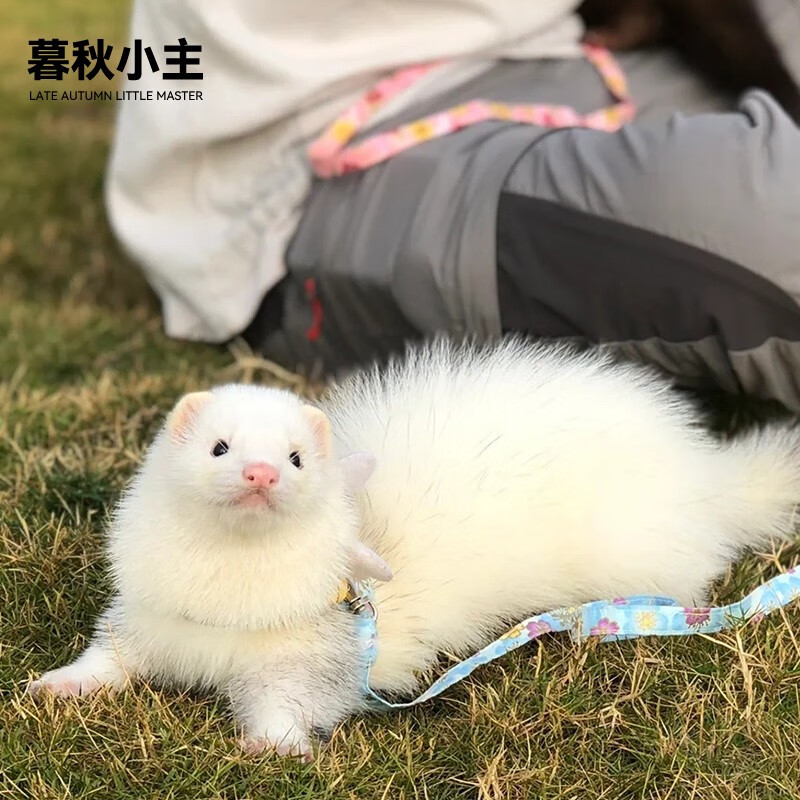 暮秋小主安哥鲁貂活体 宠物雪貂幼崽小龙貂活物亲人好养 闪电色(死亡