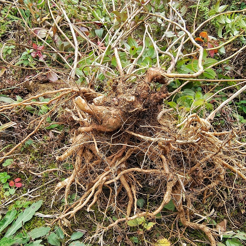 贵州草药朝天罐中药材紫金钟晒干全草向天葫芦新鲜现采罐子草500g