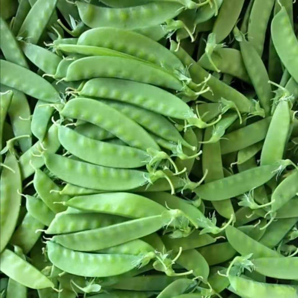 【精选生鲜】新鲜绿色蔬菜荷兰豆荚豌豆荚云南高山种植无污染孕妇宝宝