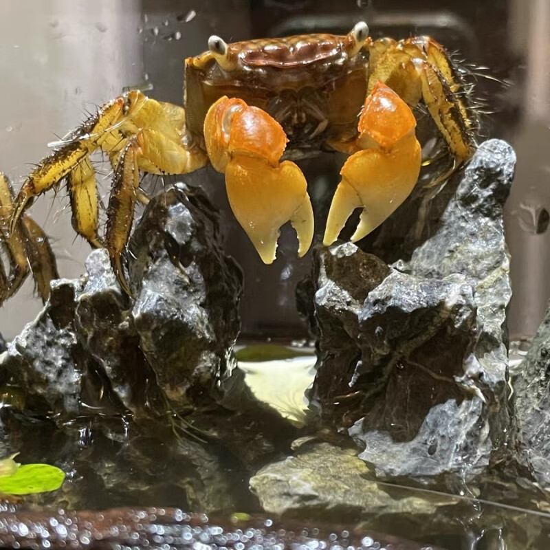 相手蟹观赏蟹活体桌面爬宠相守淡水螃蟹学生礼物水族宠物蟹易养 相手
