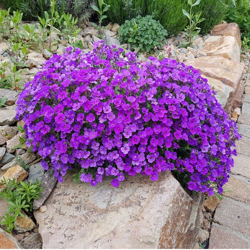 萌蕴(mengyun)南庭芥种子耐寒花卉矮生花种子易活四季开花石头缝蓝庭