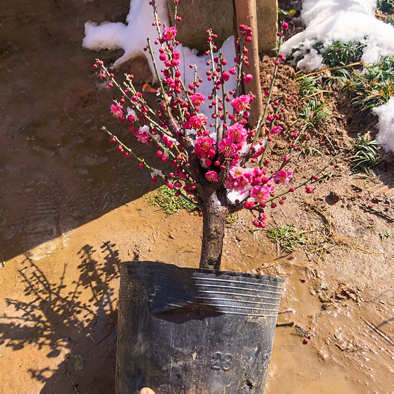 腊梅种植方法_腊梅种子种植方法视频_腊梅北方种植方法