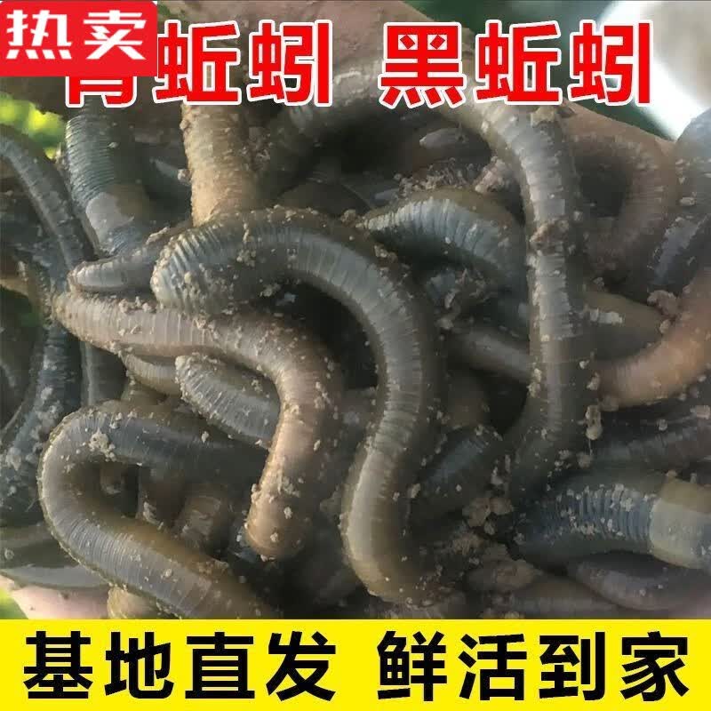 木兰旅活体蚯蚓钓黄鳝青蚯蚓鲜活黑蚯蚓活饵松土特大臭蚯蚓鱼饵诱饵