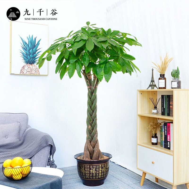 怎么看大型绿植的价格走势曲线|大型绿植价格比较